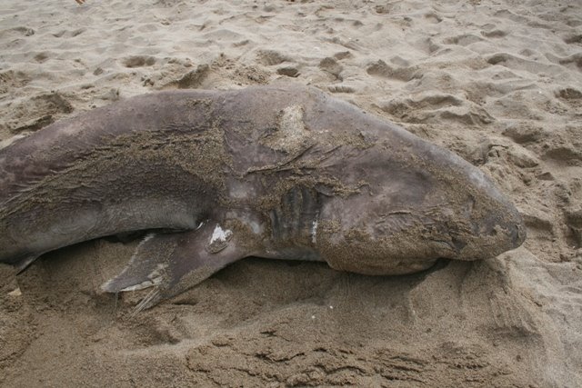 Taur de 2,2 metres trobat mort a la platja de Gav Mar (fotografia: CRAM) (19 de Juny de 2009)